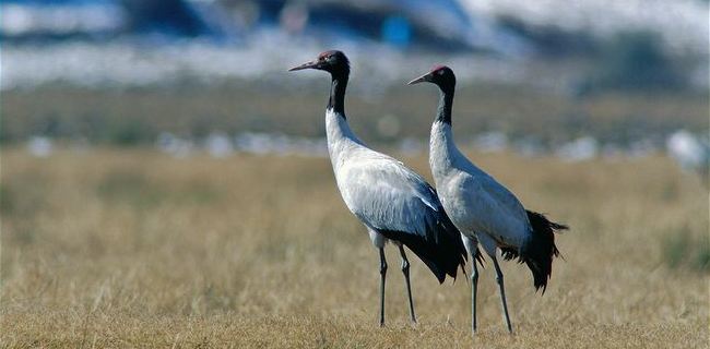 The endangered cranes at Phobjikha
